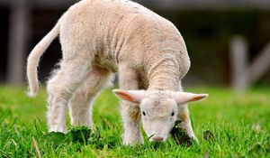 Preview wallpaper green, grass, sheep