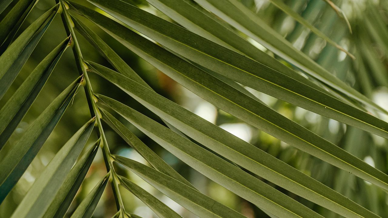 Wallpaper green, leaf, stem