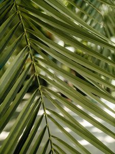 Preview wallpaper green, leaf, stem