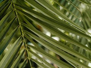 Preview wallpaper green, leaf, stem