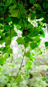 Preview wallpaper green, leaf, twig trees