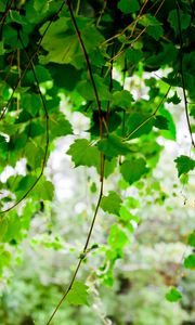 Preview wallpaper green, leaf, twig trees