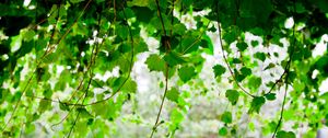 Preview wallpaper green, leaf, twig trees