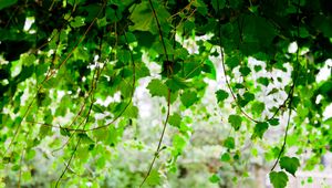 Preview wallpaper green, leaf, twig trees