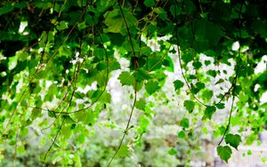 Preview wallpaper green, leaf, twig trees