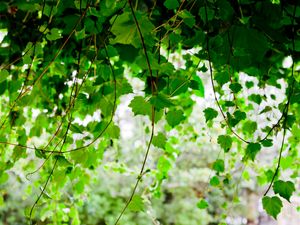 Preview wallpaper green, leaf, twig trees