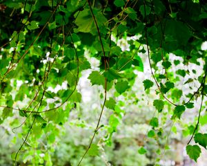 Preview wallpaper green, leaf, twig trees