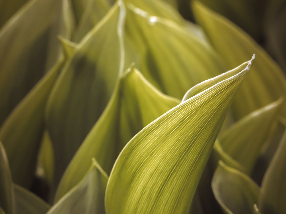 1152x864 Wallpaper green, leaves, macro