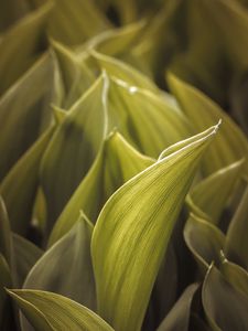 Preview wallpaper green, leaves, macro