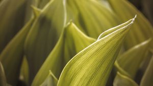 Preview wallpaper green, leaves, macro