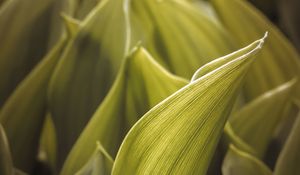 Preview wallpaper green, leaves, macro