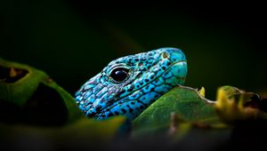 Preview wallpaper green lizard, lizard, reptile