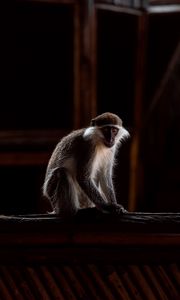 Preview wallpaper green monkey, marmoset, monkey, wood, blur