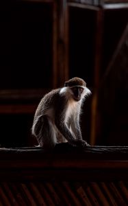 Preview wallpaper green monkey, marmoset, monkey, wood, blur