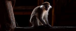 Preview wallpaper green monkey, marmoset, monkey, wood, blur