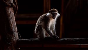 Preview wallpaper green monkey, marmoset, monkey, wood, blur