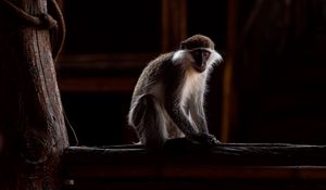 Preview wallpaper green monkey, marmoset, monkey, wood, blur