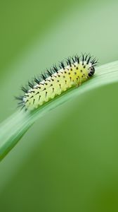 Preview wallpaper green oak sawfly, larva, insect