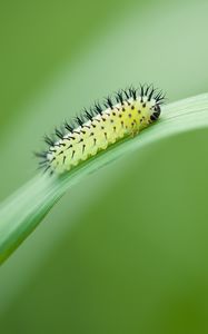 Preview wallpaper green oak sawfly, larva, insect