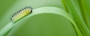 Preview wallpaper green oak sawfly, larva, insect