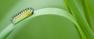 Preview wallpaper green oak sawfly, larva, insect