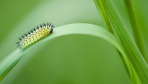 Preview wallpaper green oak sawfly, larva, insect