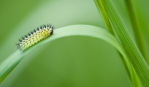 Preview wallpaper green oak sawfly, larva, insect