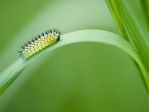 Preview wallpaper green oak sawfly, larva, insect