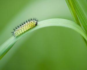 Preview wallpaper green oak sawfly, larva, insect