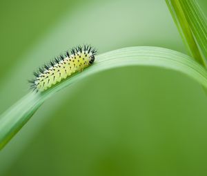 Preview wallpaper green oak sawfly, larva, insect