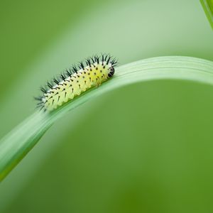 Preview wallpaper green oak sawfly, larva, insect