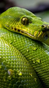 Preview wallpaper green python, python, snake, reptile, drops