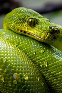 Preview wallpaper green python, python, snake, reptile, drops