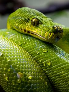 Preview wallpaper green python, python, snake, reptile, drops