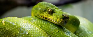 Preview wallpaper green python, python, snake, reptile, drops