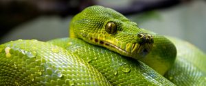 Preview wallpaper green python, python, snake, reptile, drops