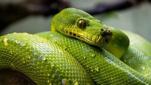 Preview wallpaper green python, python, snake, reptile, drops