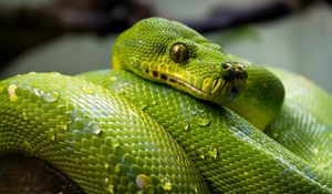 Preview wallpaper green python, python, snake, reptile, drops