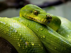 Preview wallpaper green python, python, snake, reptile, drops