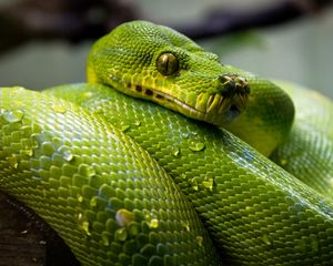 Preview wallpaper green python, python, snake, reptile, drops