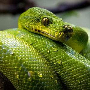 Preview wallpaper green python, python, snake, reptile, drops