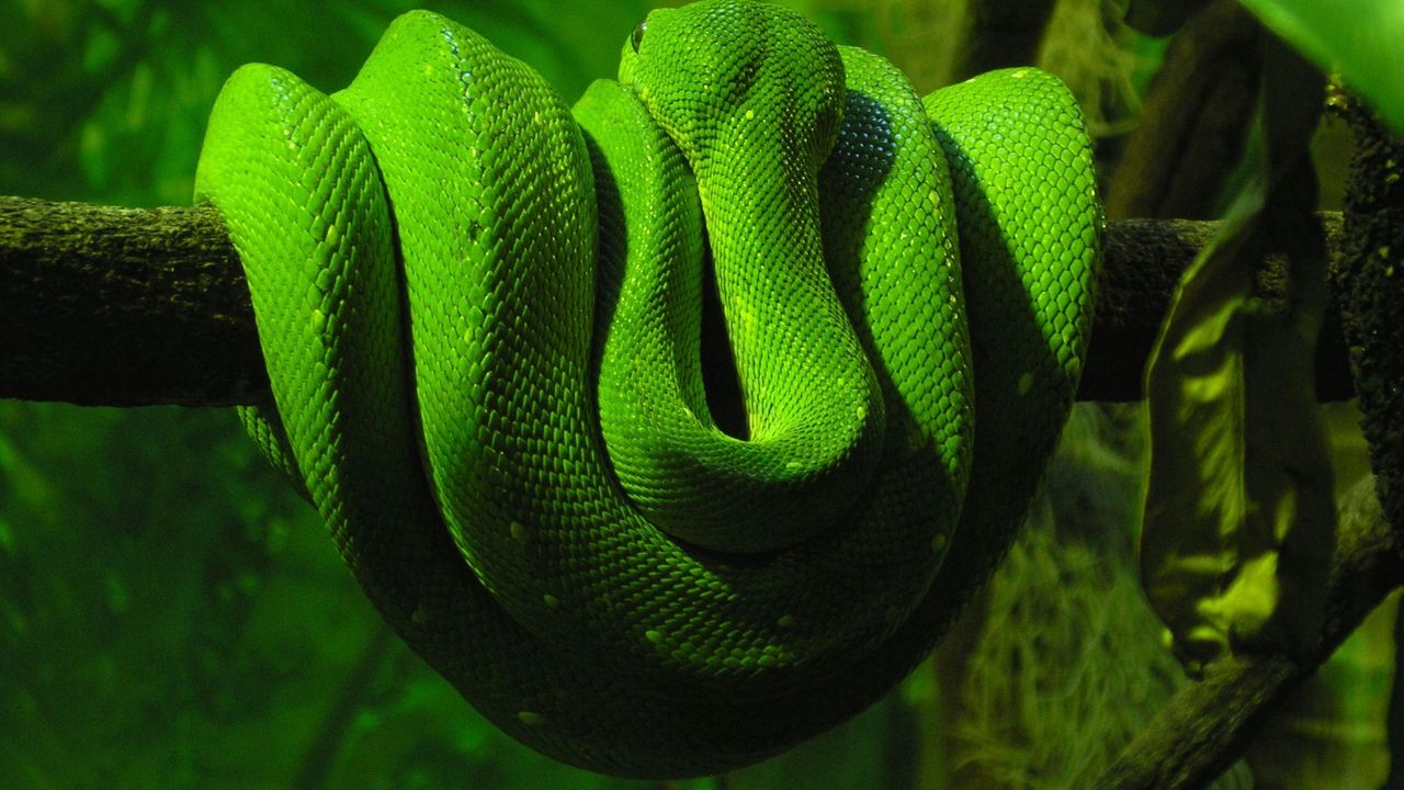 Wallpaper green snake, branch, down, reptile