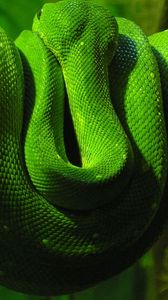 Preview wallpaper green snake, branch, down, reptile