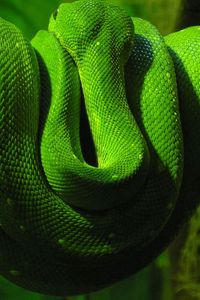 Preview wallpaper green snake, branch, down, reptile