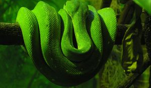 Preview wallpaper green snake, branch, down, reptile