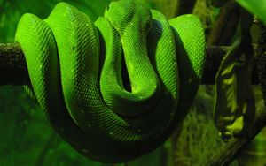 Preview wallpaper green snake, branch, down, reptile