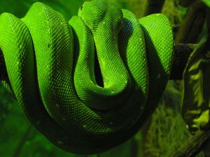 Preview wallpaper green snake, branch, down, reptile