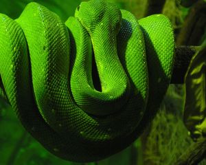 Preview wallpaper green snake, branch, down, reptile