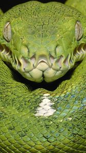 Preview wallpaper green snake, color, spots