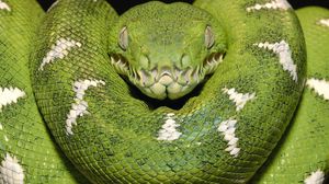 Preview wallpaper green snake, color, spots
